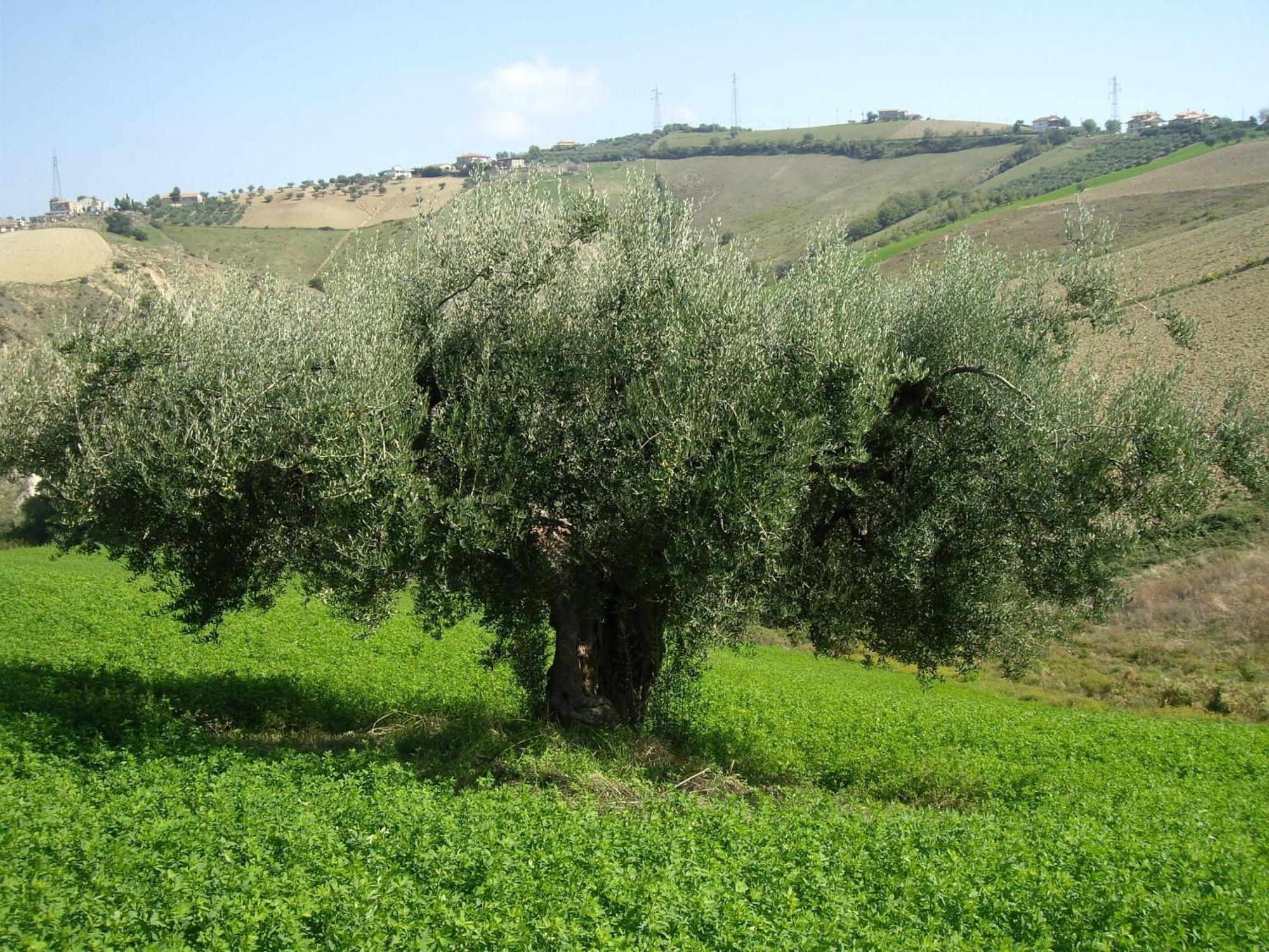 Agriturismo Il Borgo Degli Ulivi Розето-дельи-Абруцци Экстерьер фото