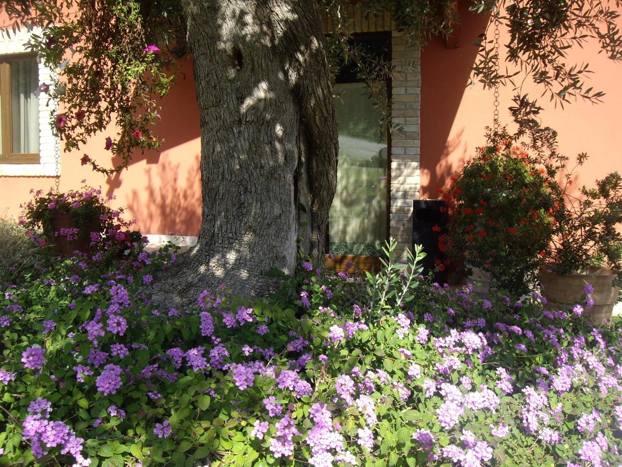 Agriturismo Il Borgo Degli Ulivi Розето-дельи-Абруцци Экстерьер фото