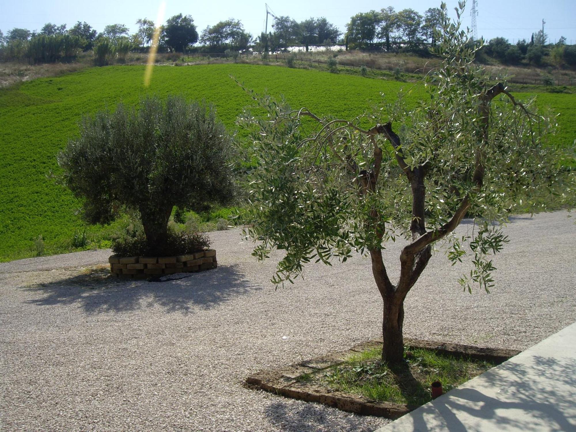 Agriturismo Il Borgo Degli Ulivi Розето-дельи-Абруцци Экстерьер фото