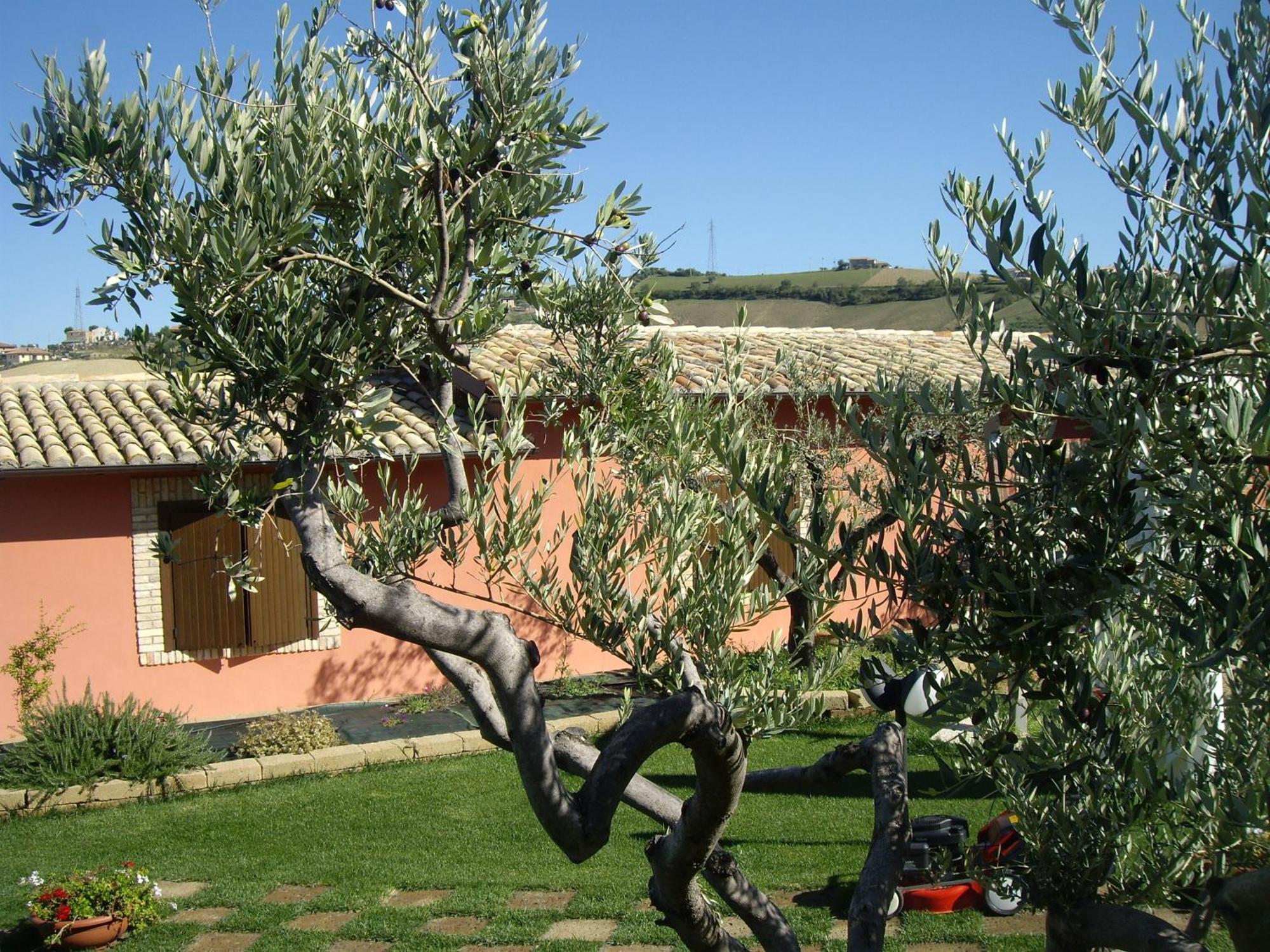 Agriturismo Il Borgo Degli Ulivi Розето-дельи-Абруцци Экстерьер фото